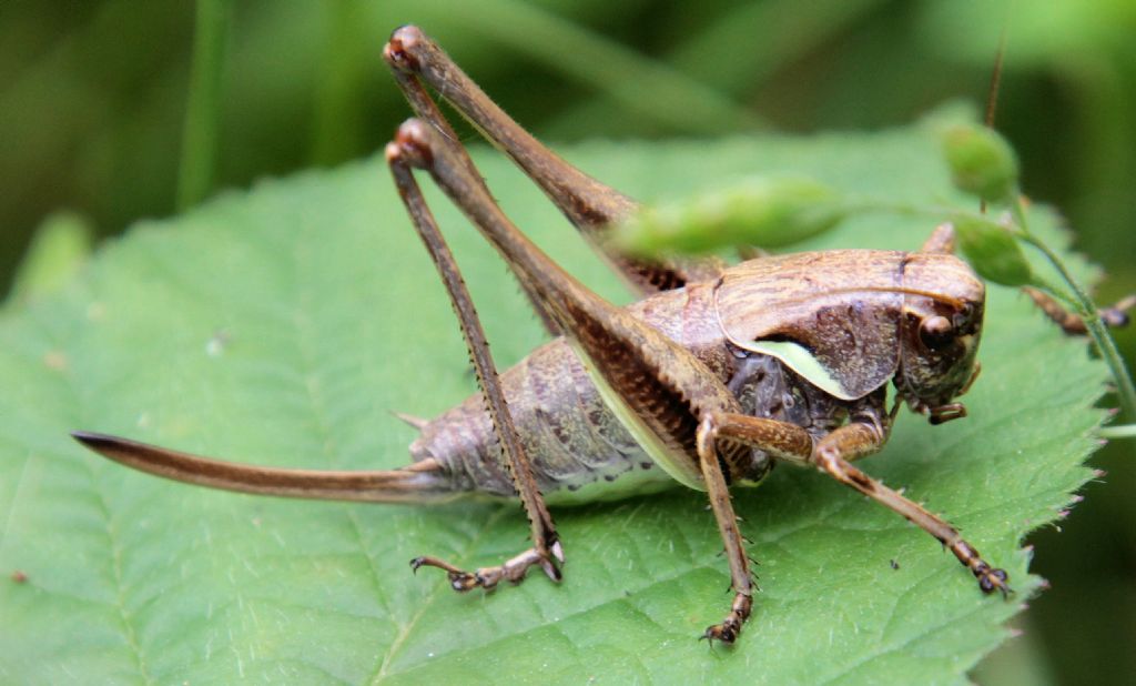 Potrebbe essere una Pholidoptera aptera?